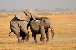 Mating Elephants And Law Firm Marketing